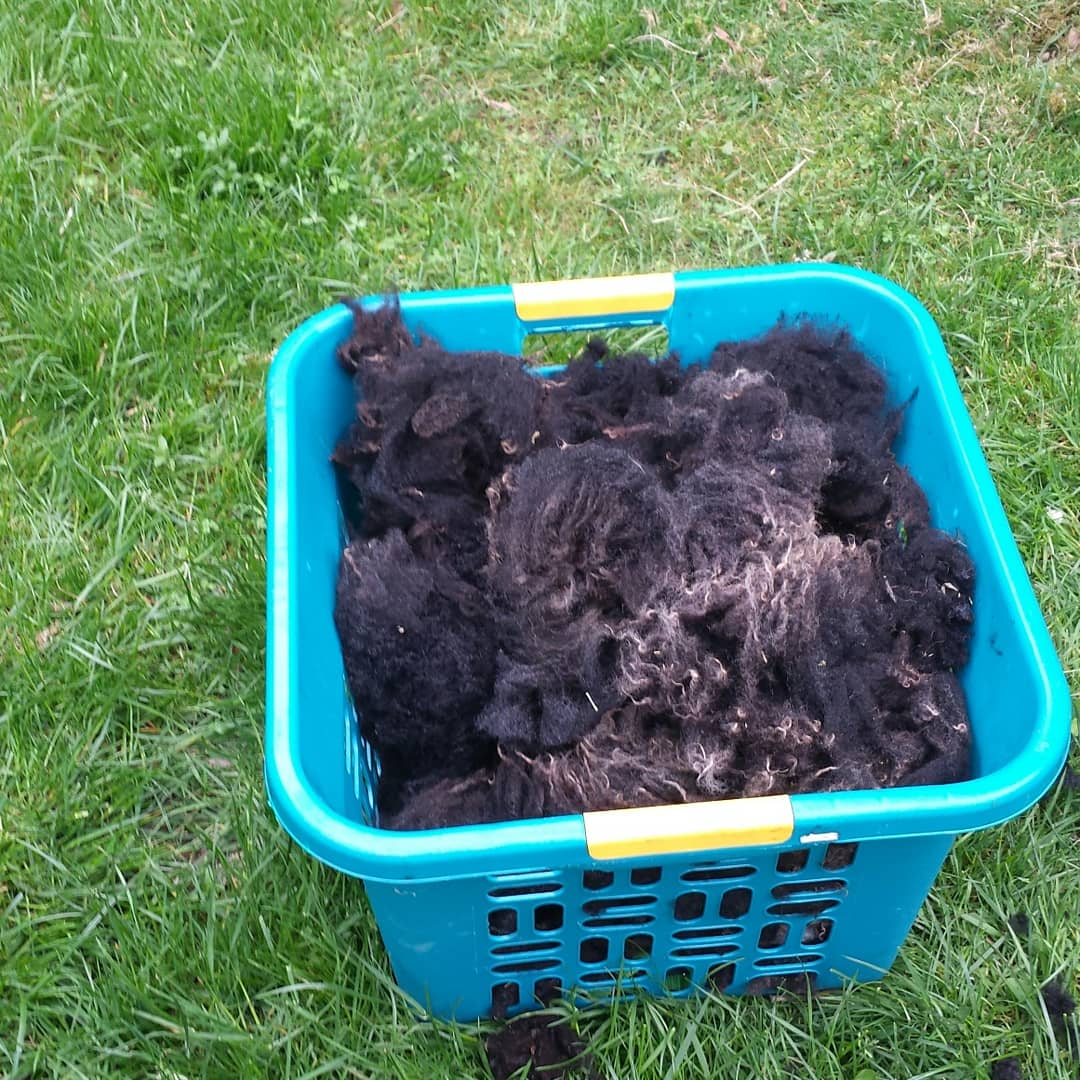 Dora's first fleece.