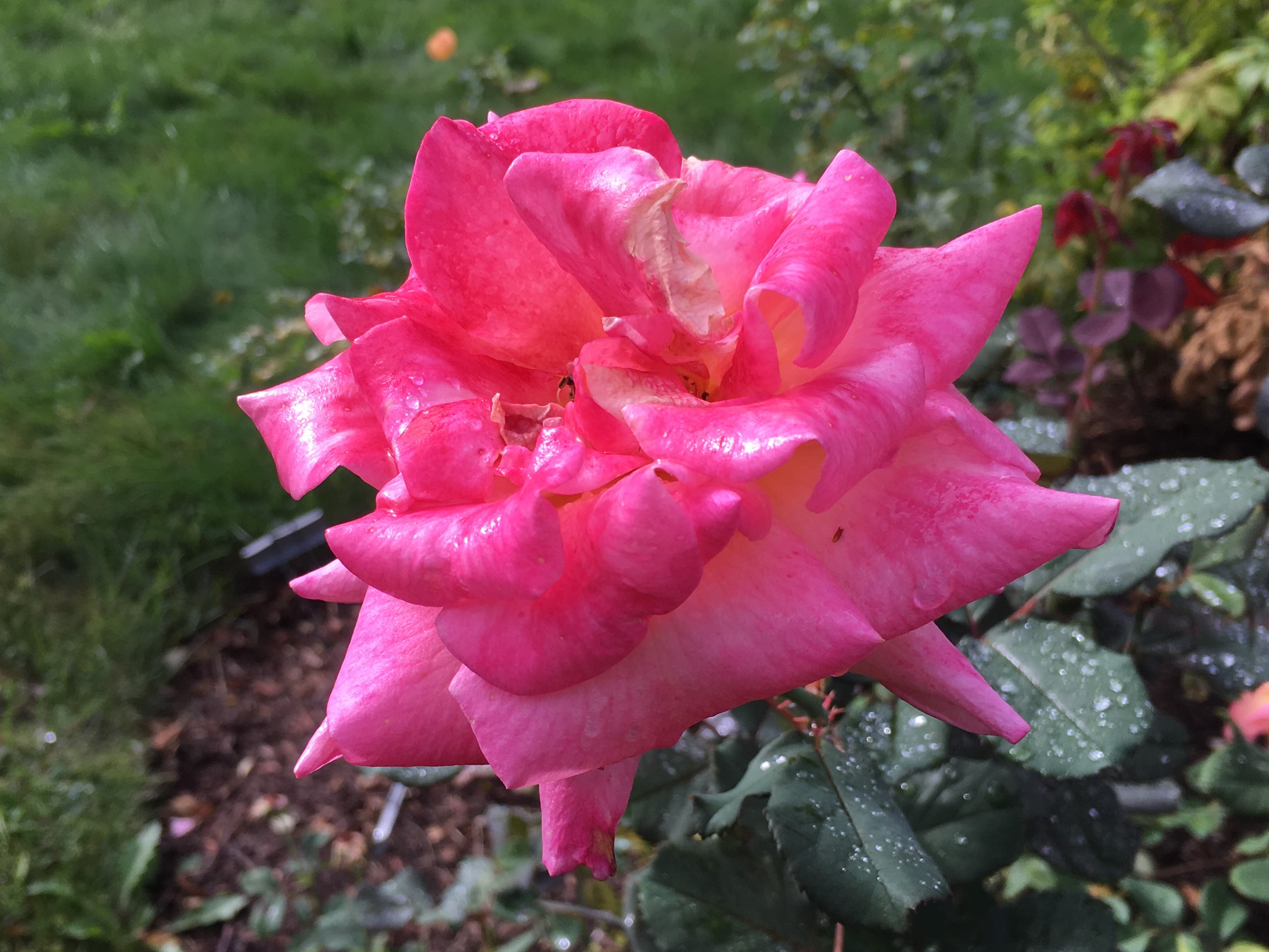 big-pink-flower
