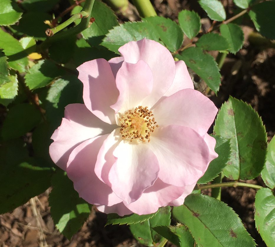 light-pink-2
