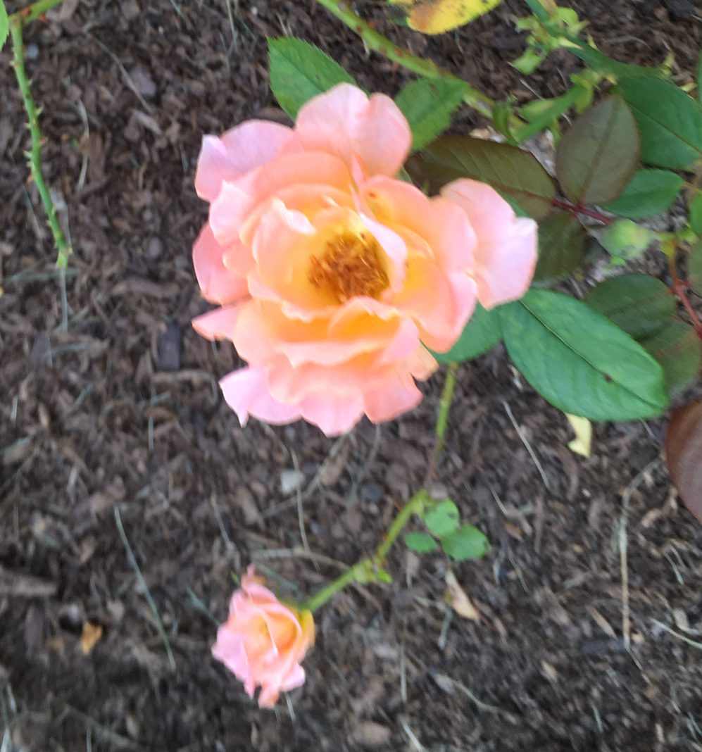 lt-orange