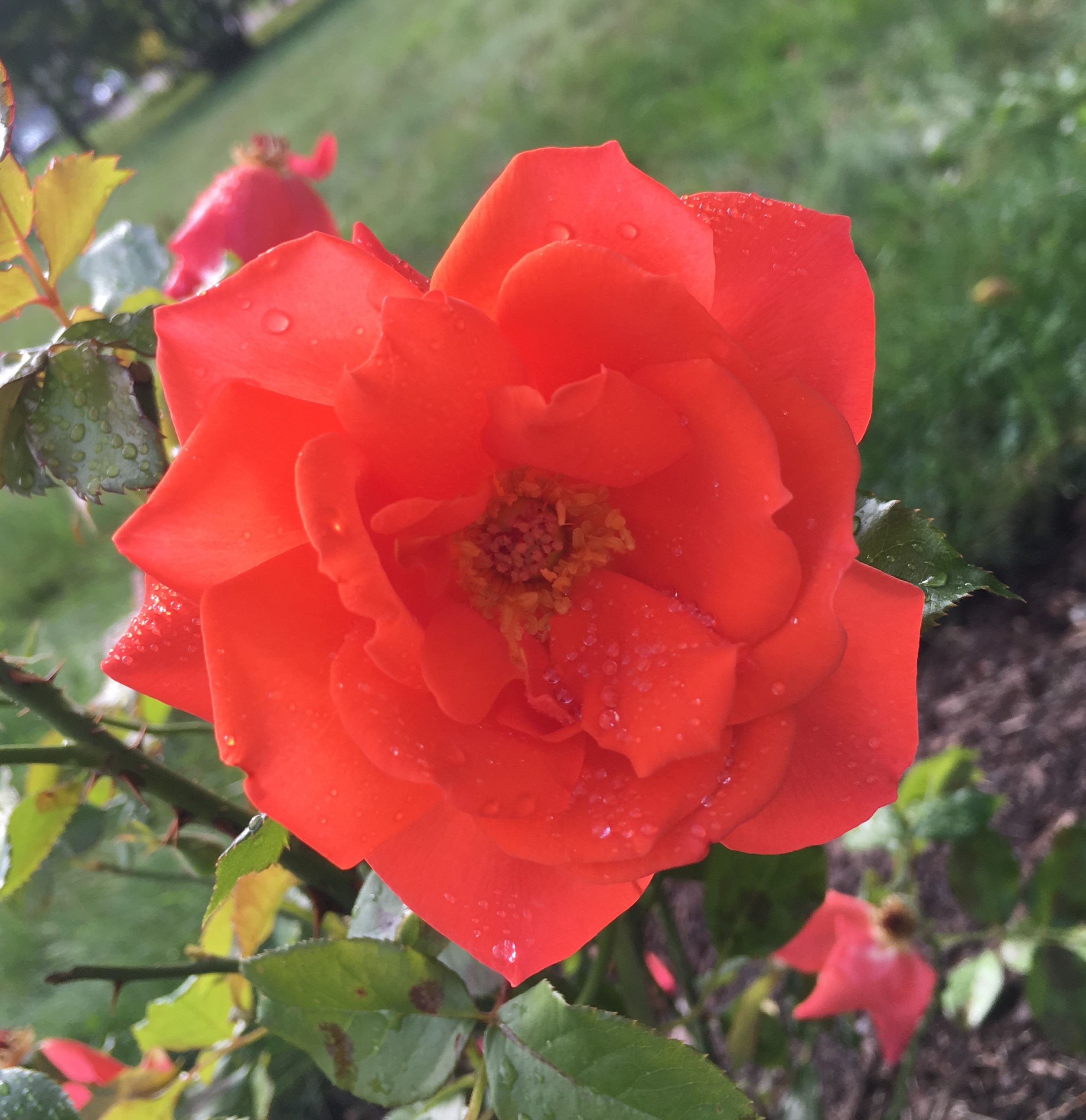 orange-back