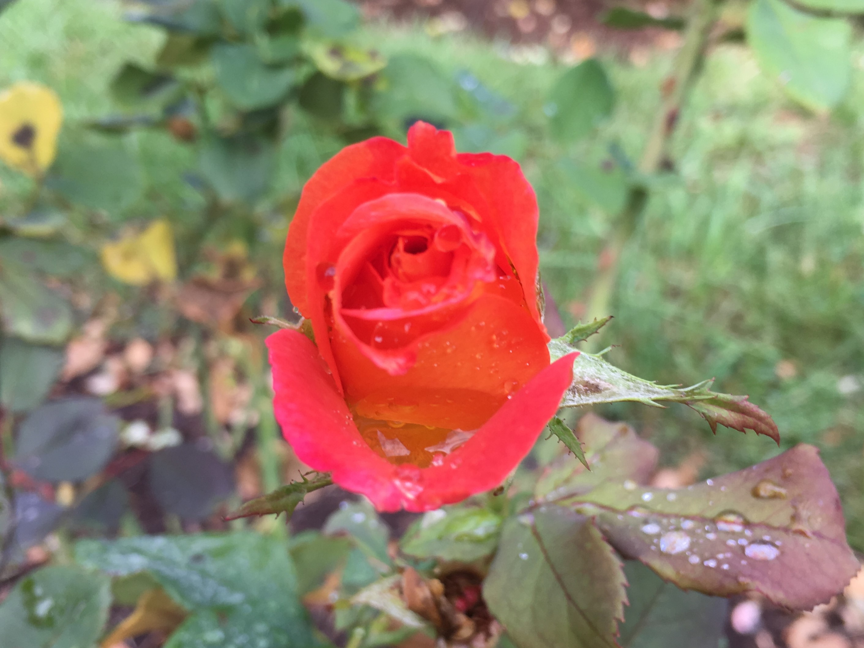 red-bud