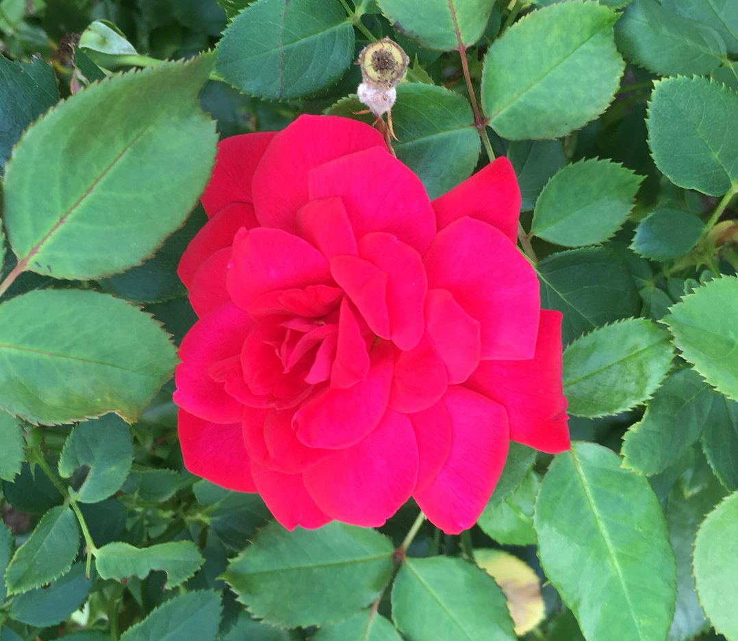 red
