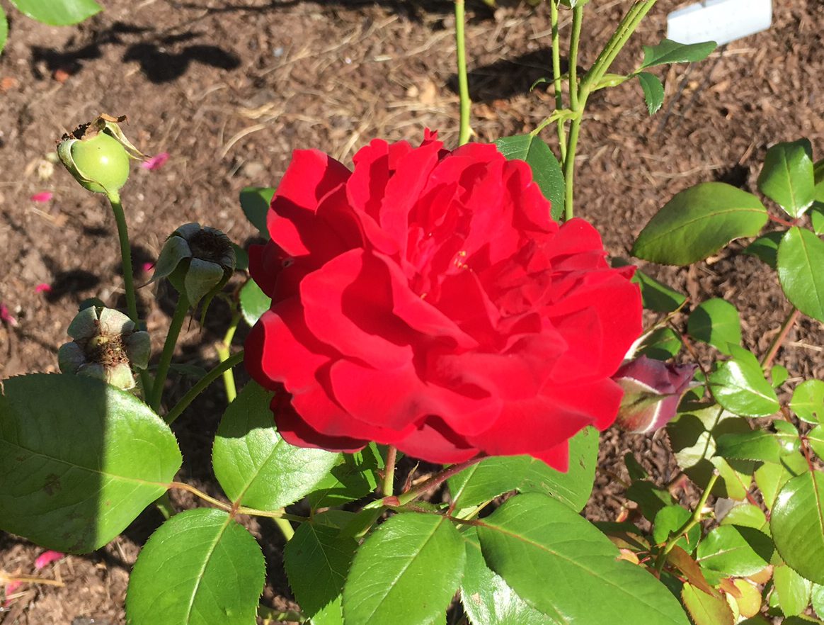red-front-center