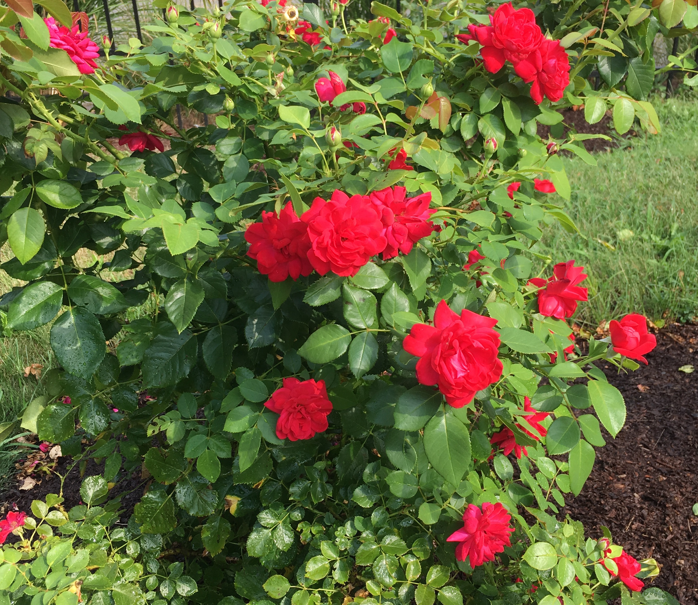 red-roses
