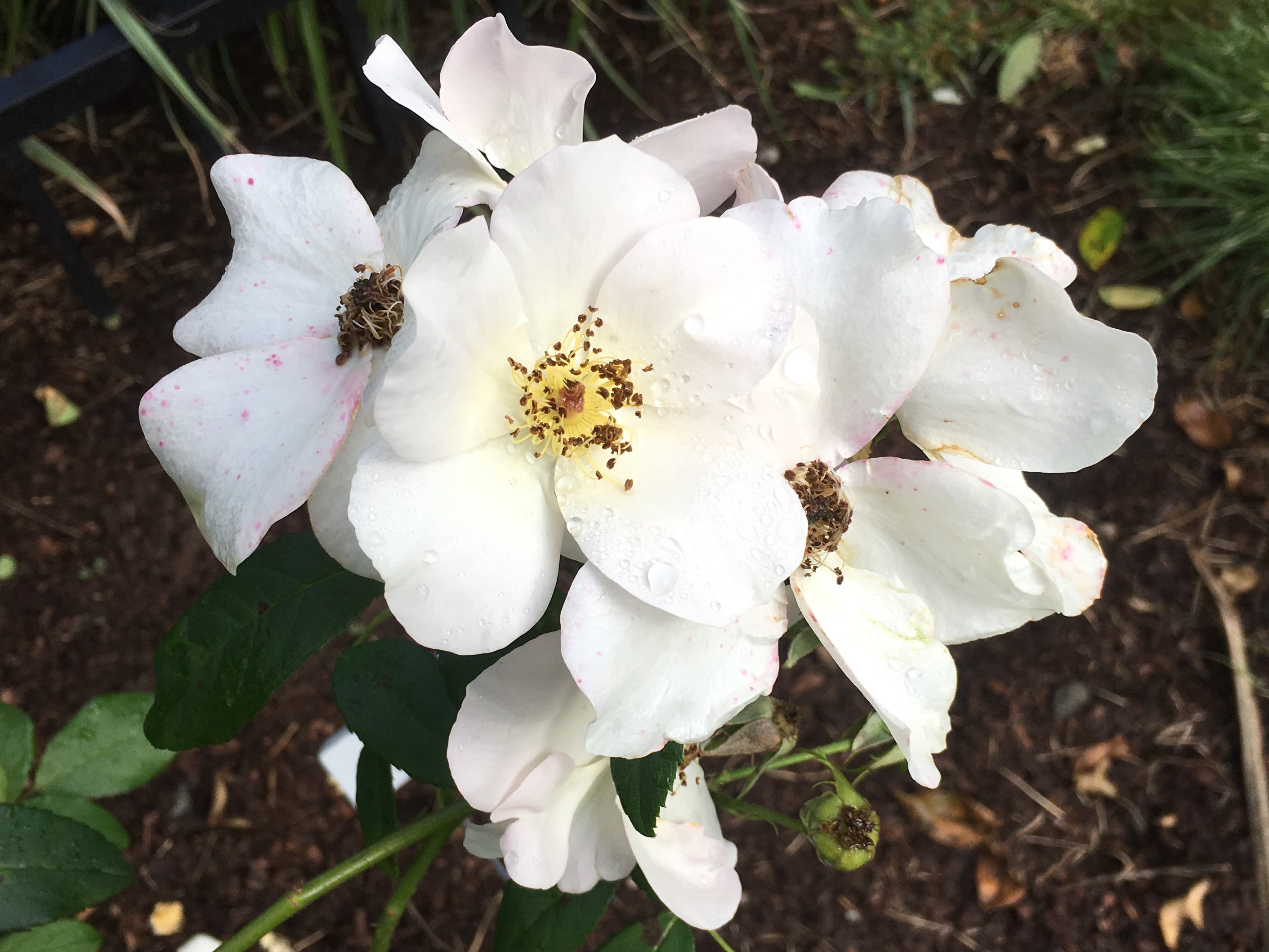 white-cluster-back