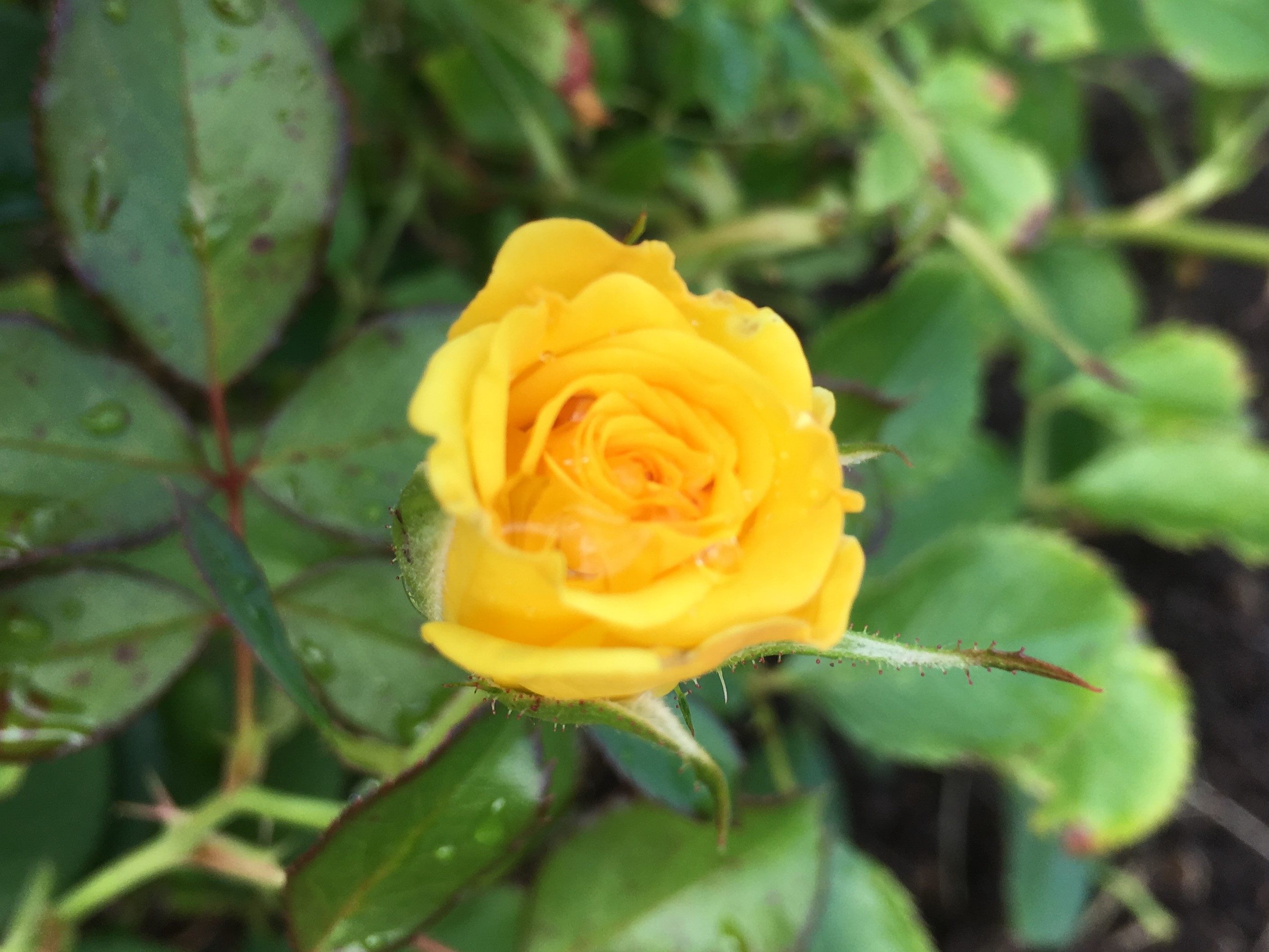 yellow-bud