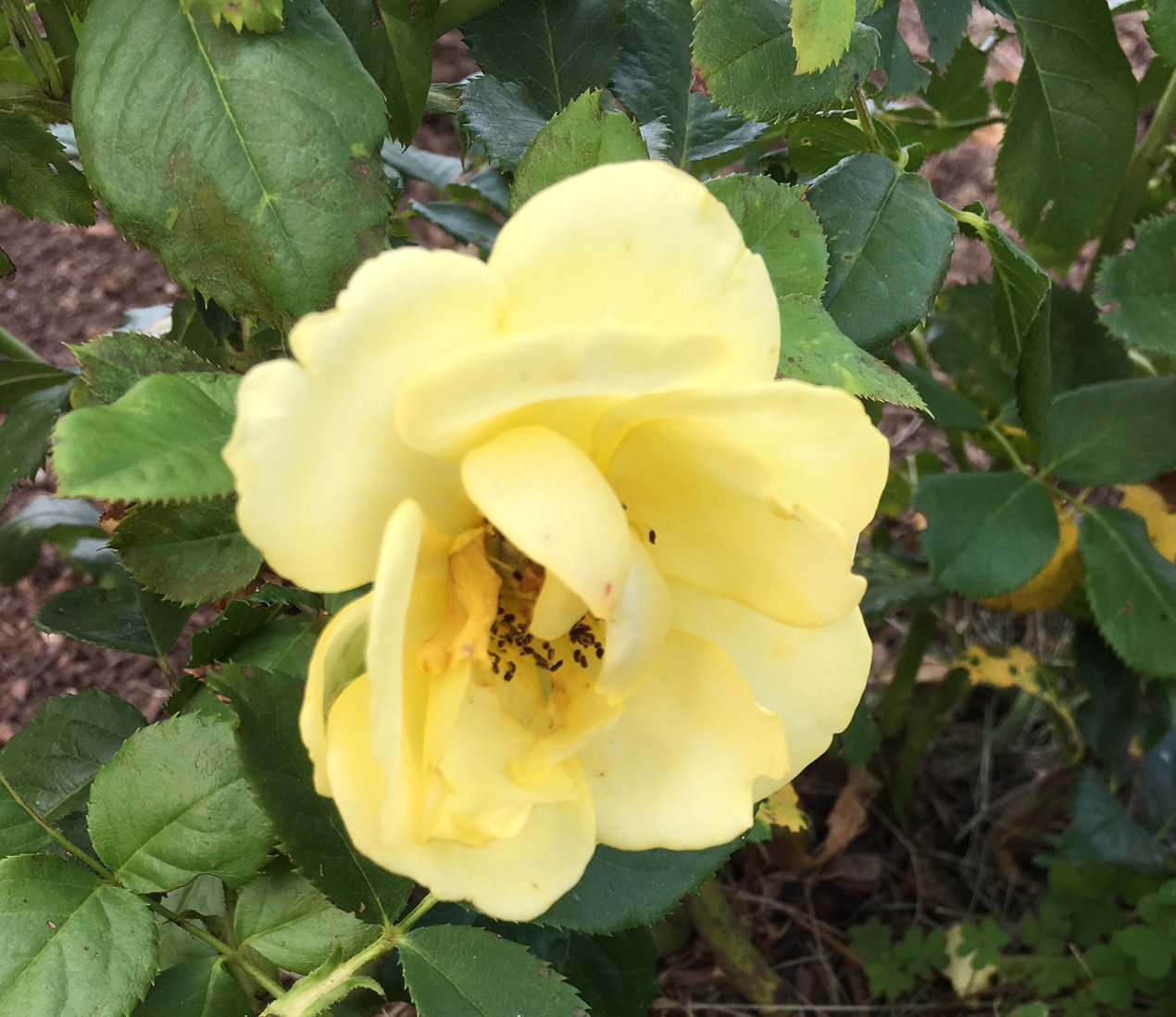 yellow