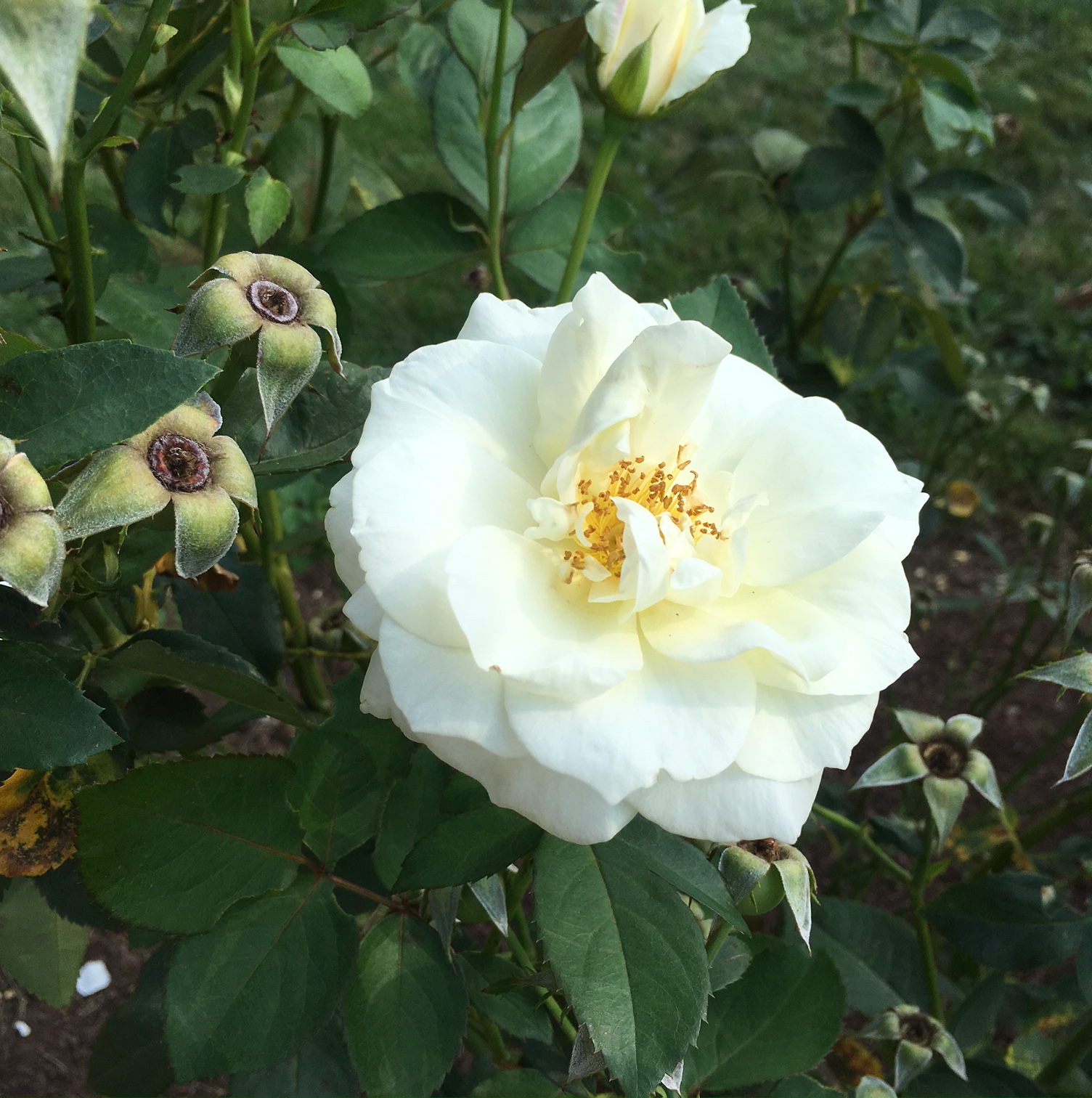 yellow-white