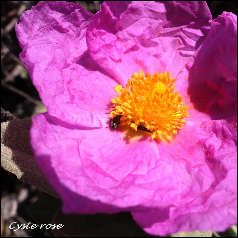 DSC01695r