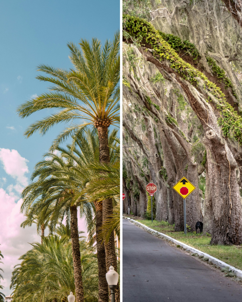 palm trees on the left, live oaks on the right