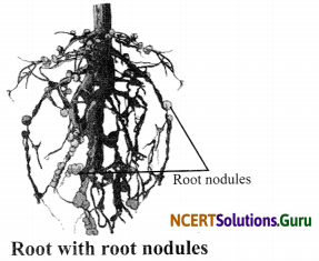 NCERT Solutions for Class 8 Science Chapter 2 Microorganisms Friend and Foe 1