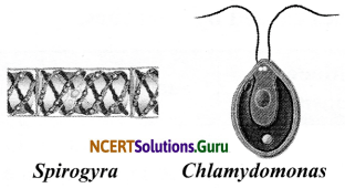 NCERT Solutions for Class 8 Science Chapter 2 Microorganisms Friend and Foe 12