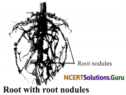 NCERT Solutions for Class 8 Science Chapter 2 Microorganisms Friend and Foe 15