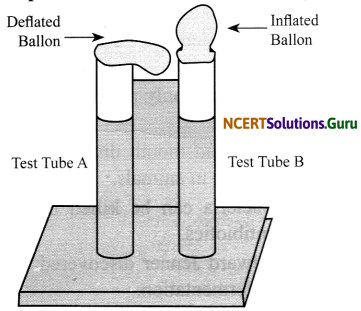 NCERT Solutions for Class 8 Science Chapter 2 Microorganisms Friend and Foe 2