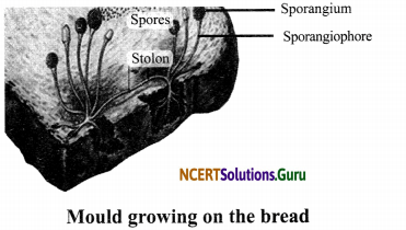 NCERT Solutions for Class 8 Science Chapter 2 Microorganisms Friend and Foe 3