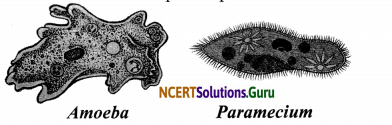 NCERT Solutions for Class 8 Science Chapter 2 Microorganisms Friend and Foe 4