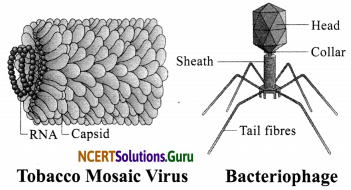 NCERT Solutions for Class 8 Science Chapter 2 Microorganisms Friend and Foe 5