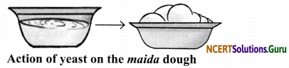 NCERT Solutions for Class 8 Science Chapter 2 Microorganisms Friend and Foe 6
