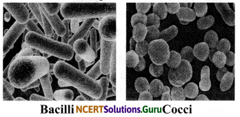 NCERT Solutions for Class 8 Science Chapter 2 Microorganisms Friend and Foe 8