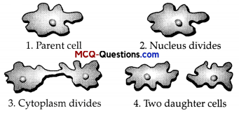 MCQ Questions for Class 10 Science Chapter 8 How do Organisms Reproduce 2