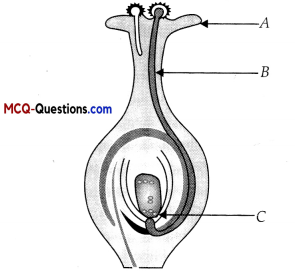 MCQ Questions for Class 10 Science Chapter 8 How do Organisms Reproduce 6