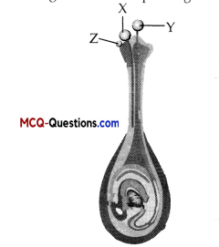 MCQ Questions for Class 10 Science Chapter 8 How do Organisms Reproduce 7