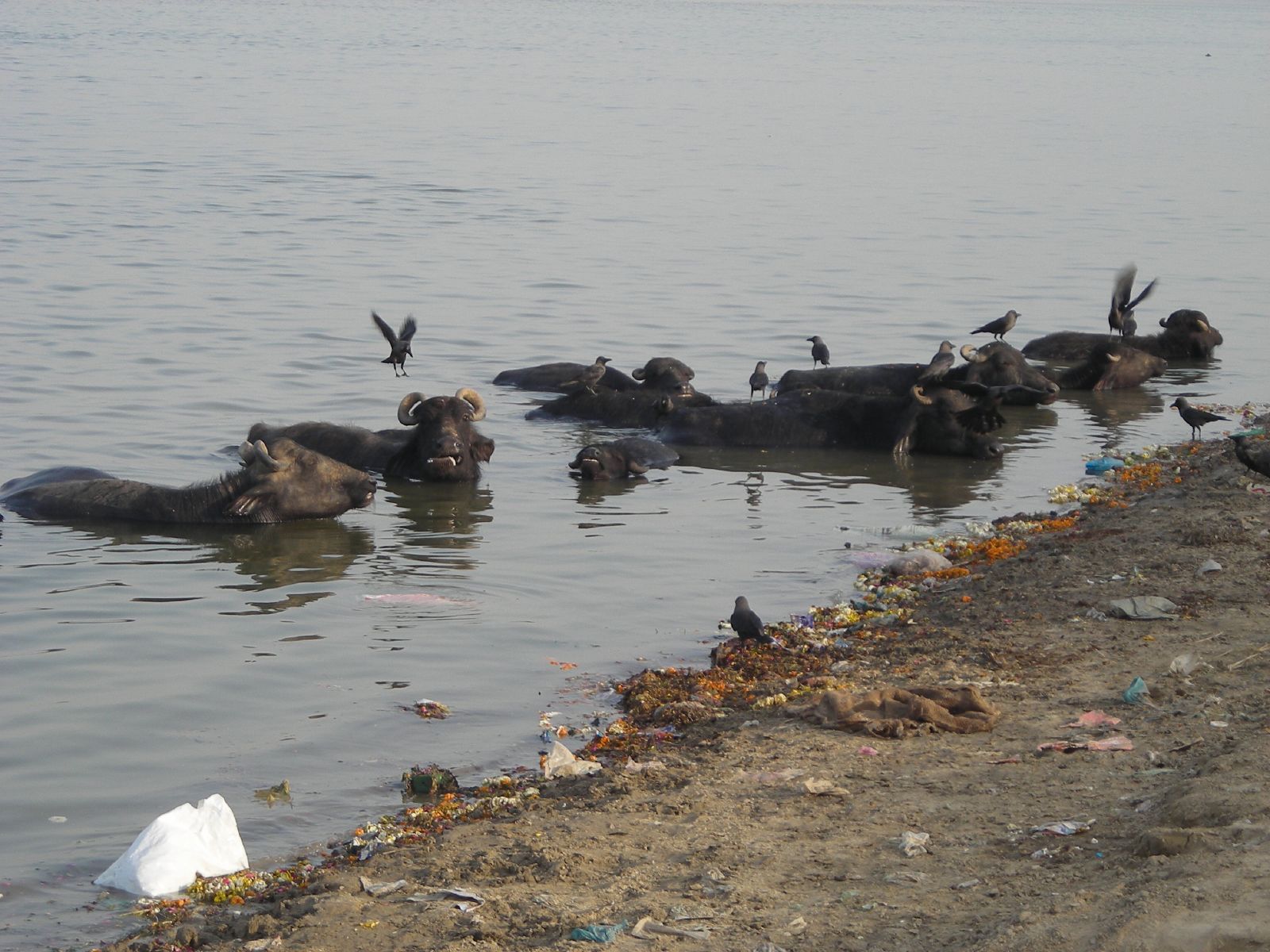 Water buffaloes bathing in the polluted Ganges