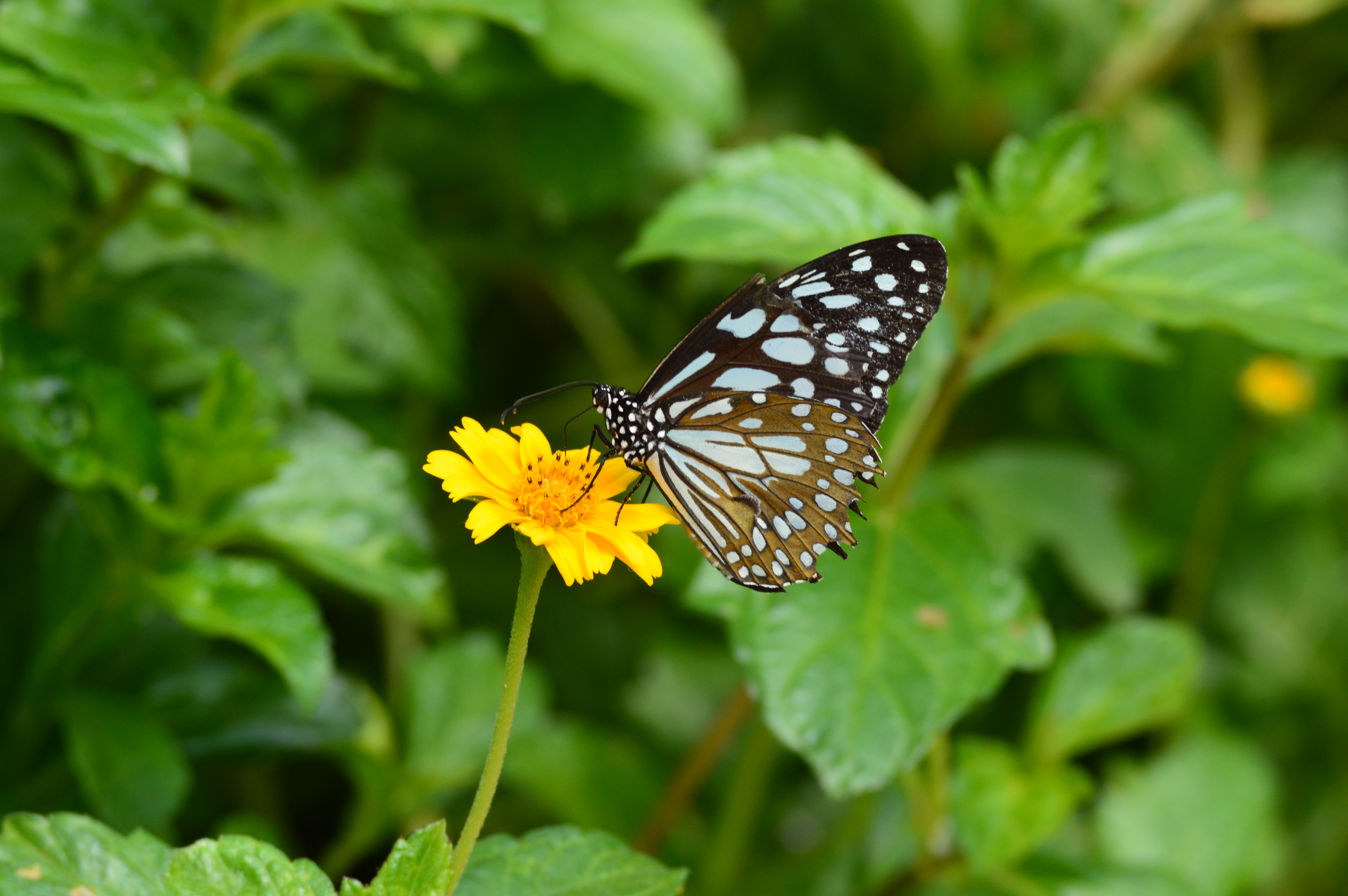Butterfly sucking nectar from a flower