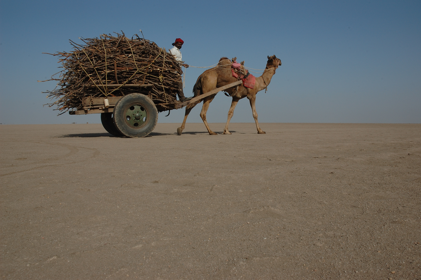 Camel cart in the Rann of Kutch, Gujarat