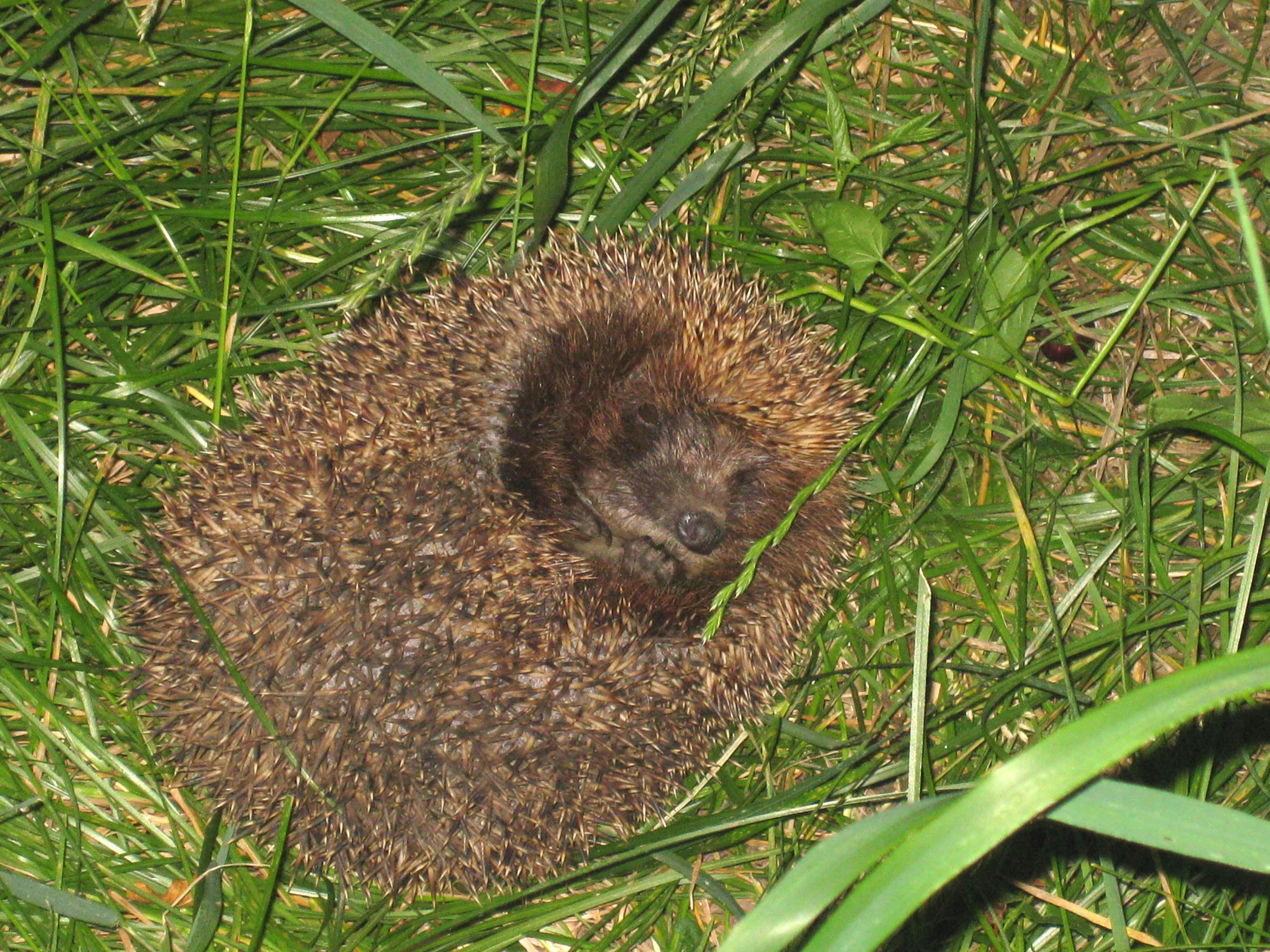 A hedgehog rolled into a tight defensive ball, showing only its spines