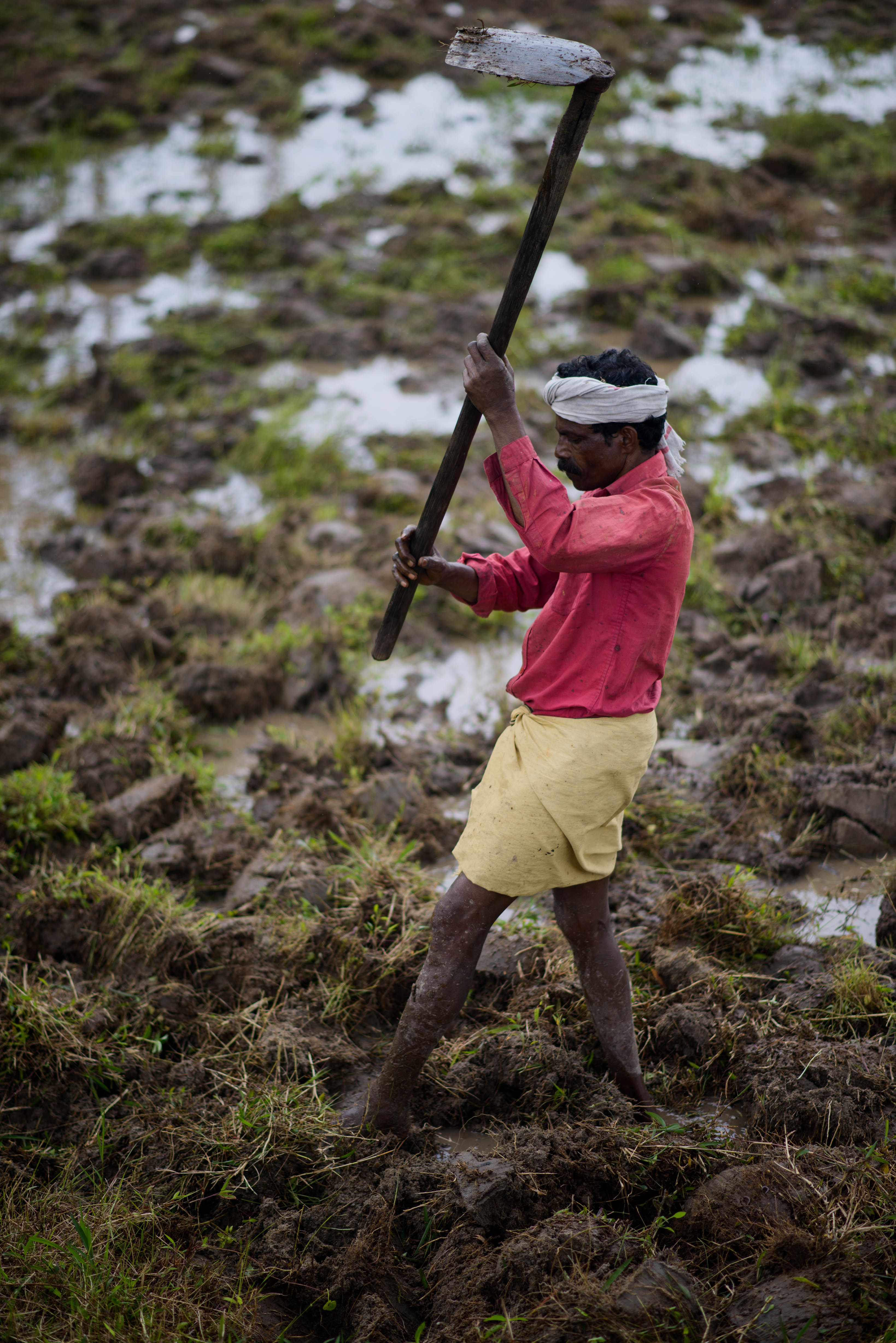Manual work preparing land for rice cultivation in Wayanad, Kerala