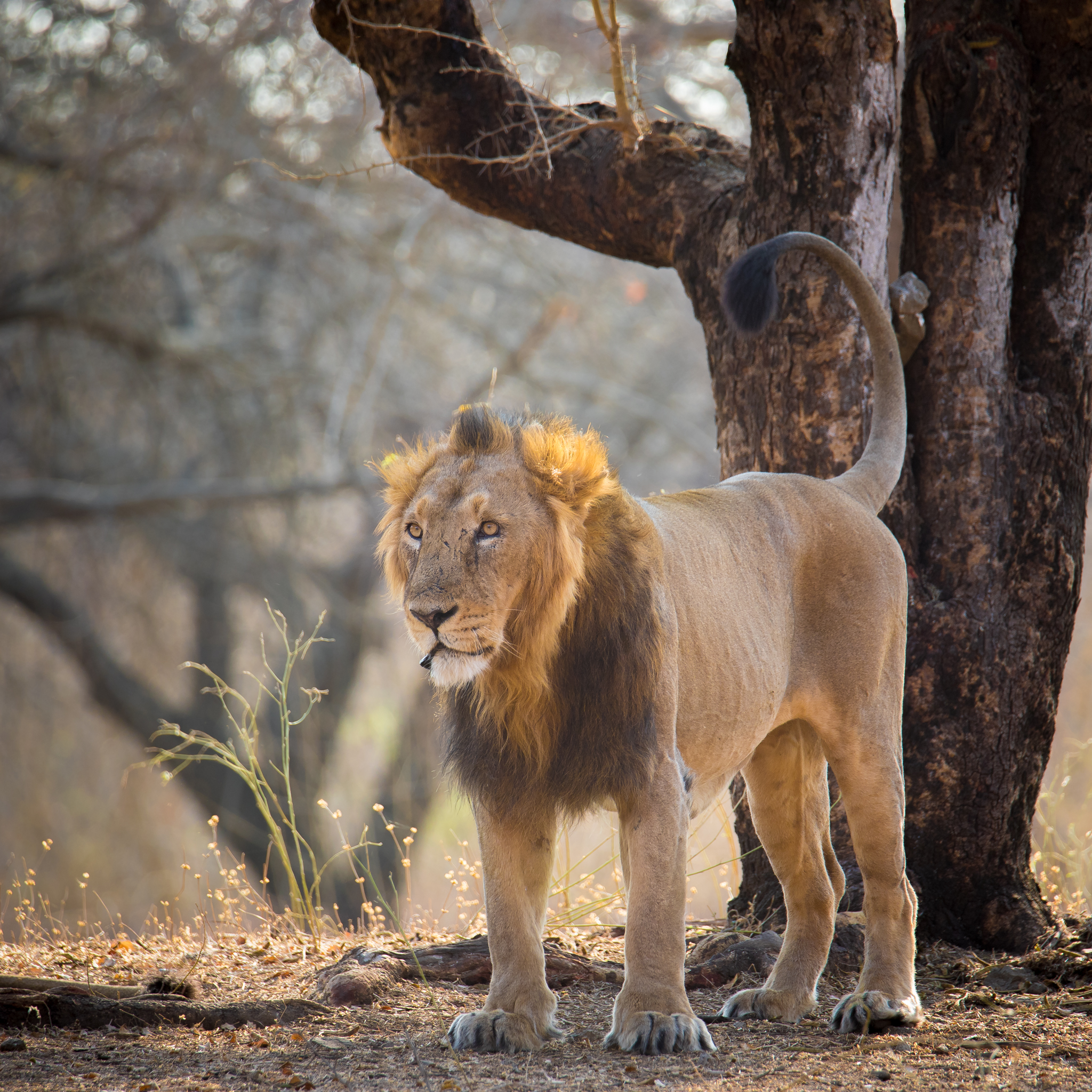 Asiatic male lion in Gir Forest National Park