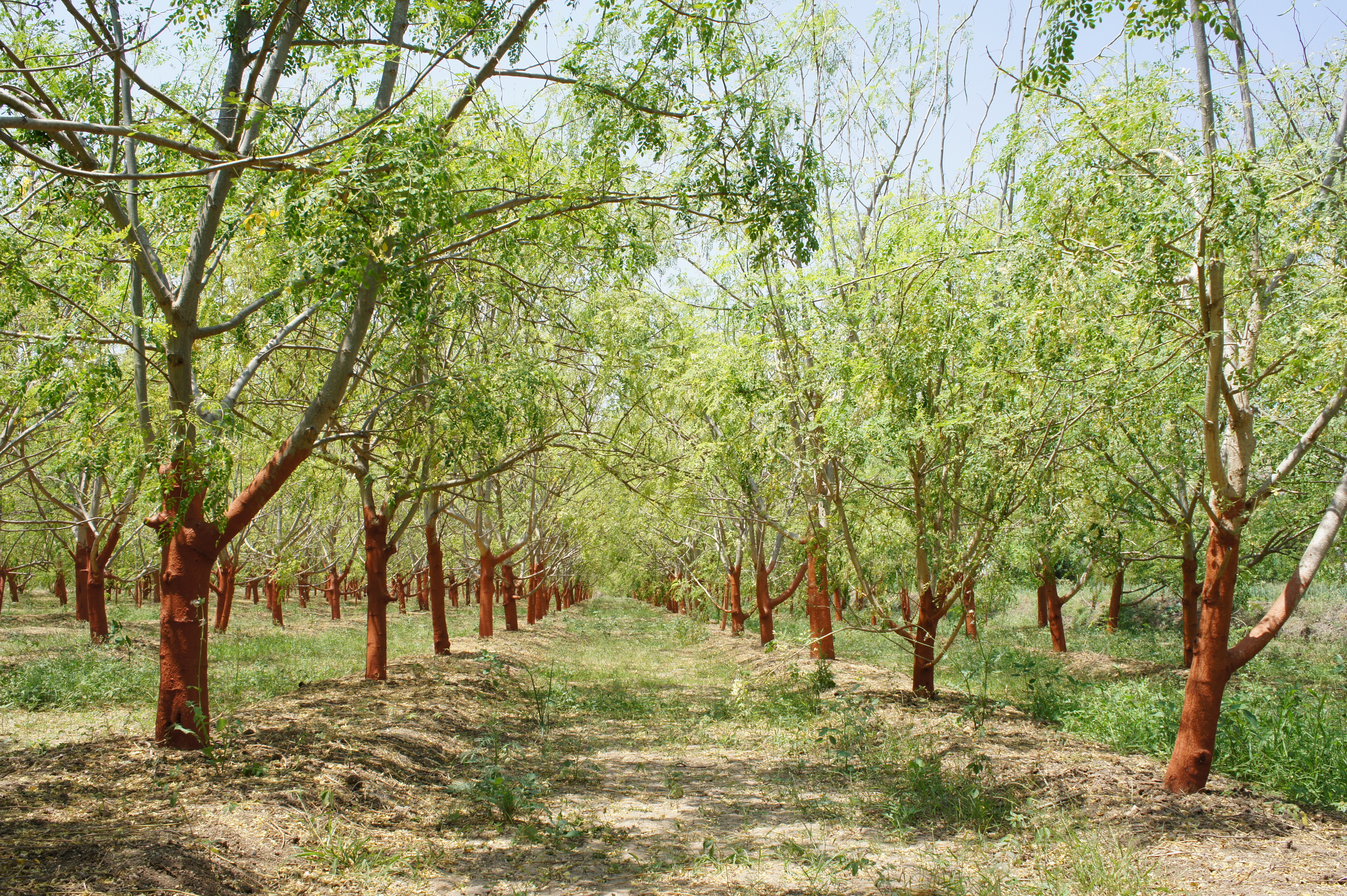 Moringa oleifera, the drumstick tree, with its characteristic long pods