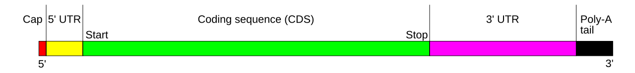 Diagram of mRNA structure showing its coding and non-coding regions