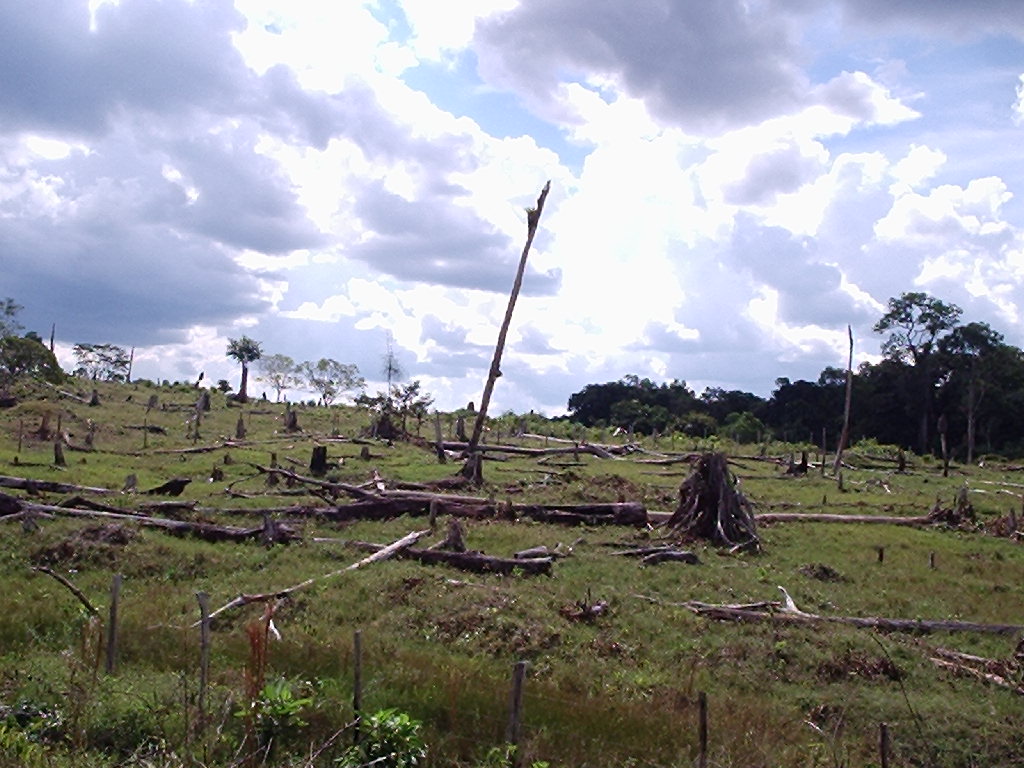 Deforestation of tropical rainforest