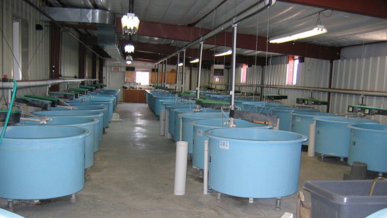 Rows of indoor fish tanks inside a recirculating aquaculture facility at a fish hatchery