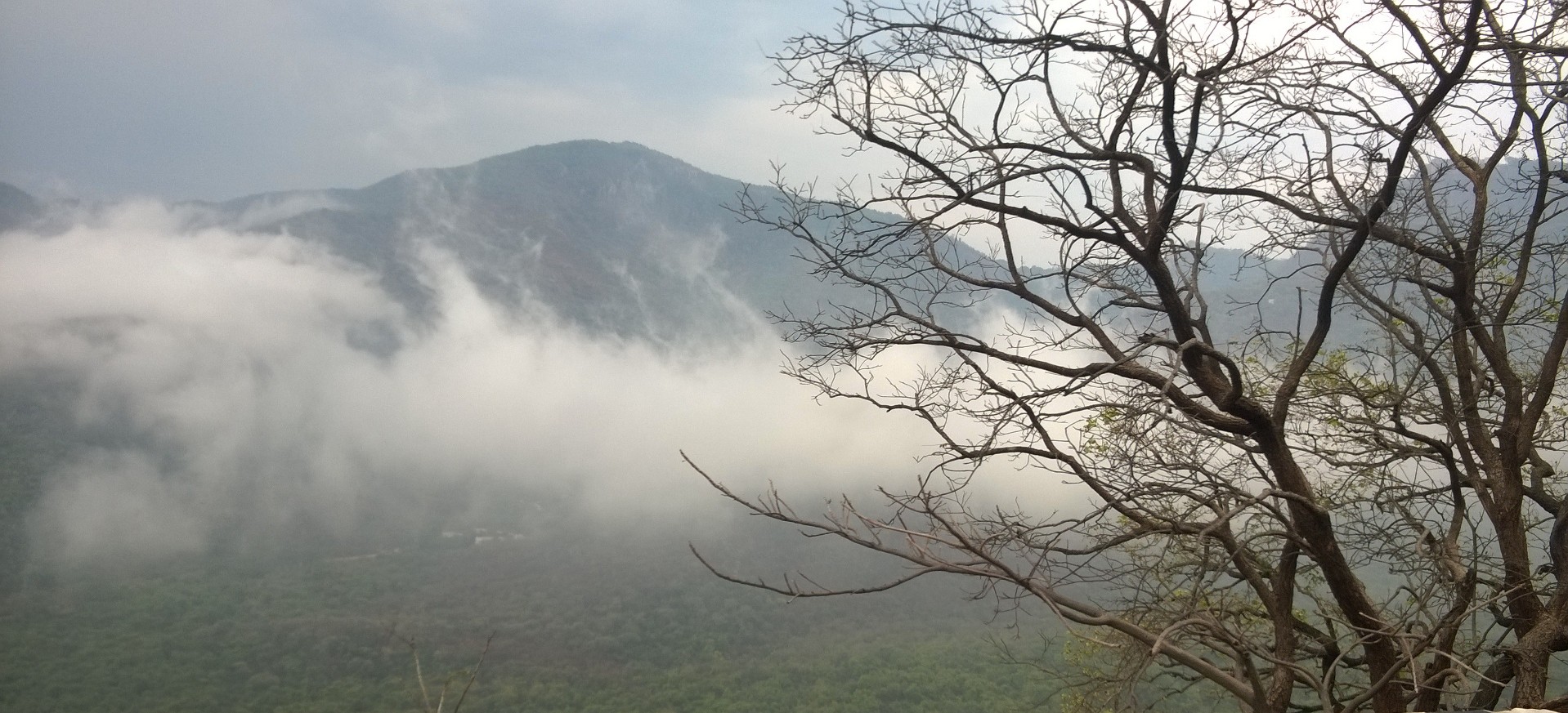 Seshachalam Hills, Andhra Pradesh