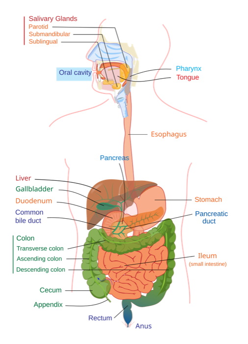 Labeled diagram of the human digestive system