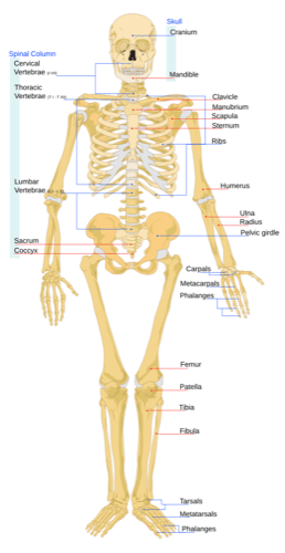 Labeled diagram of the human skeleton, front view