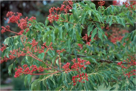 Bee bee tree branches