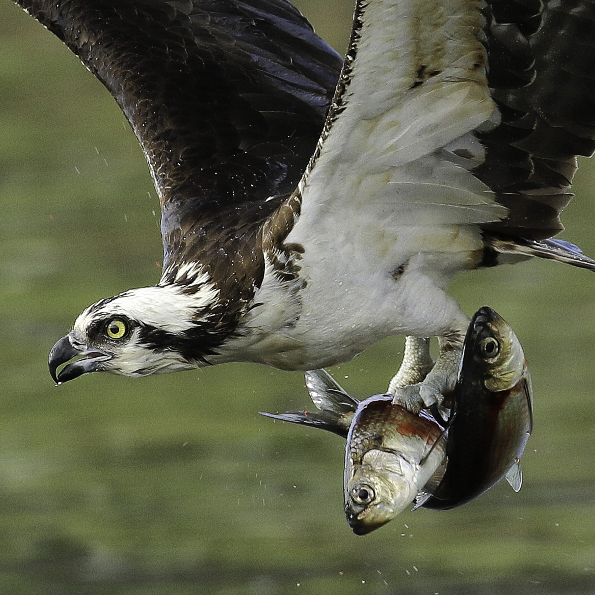 Osprey with Two Fish by John Rivers