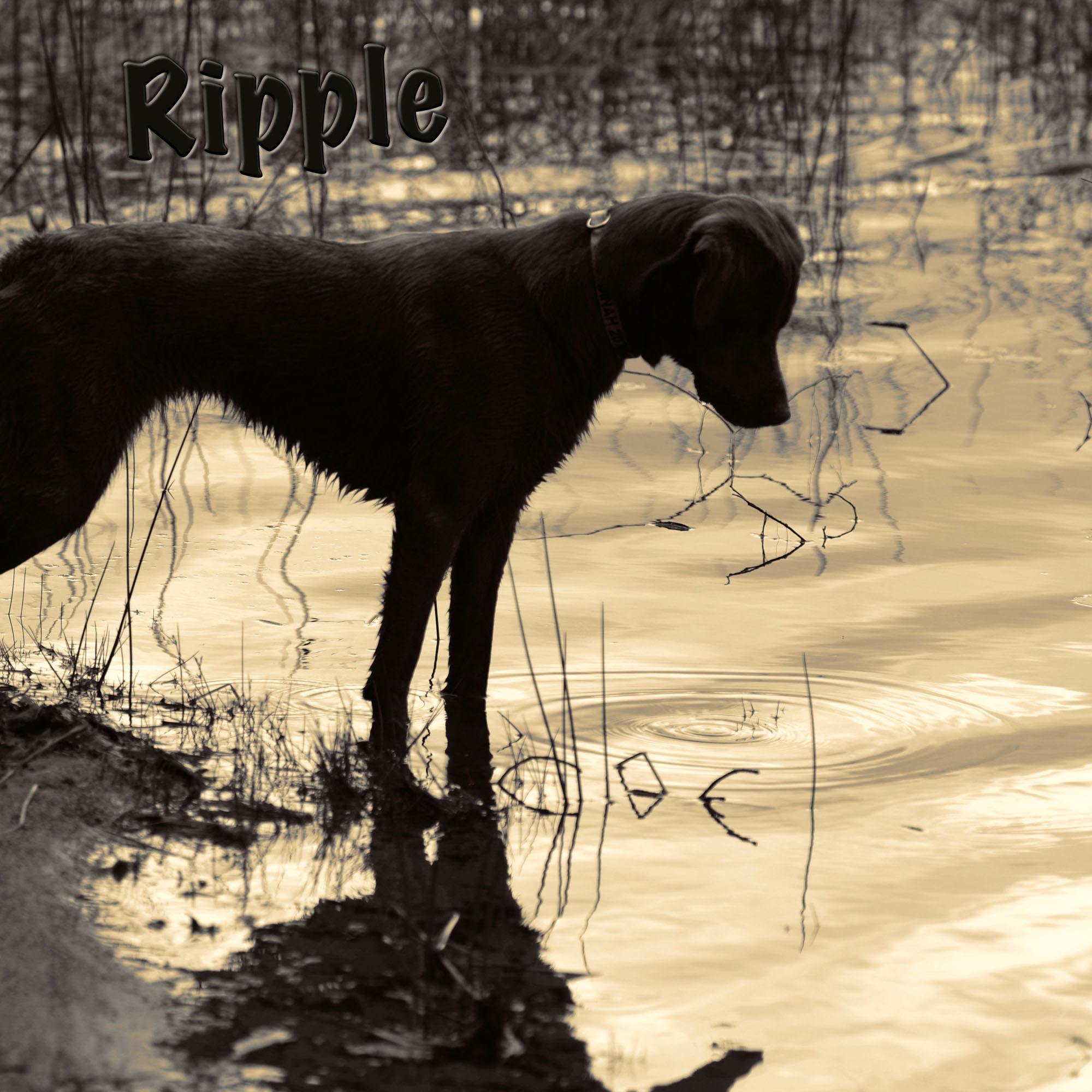 Kenn Assignment Ripple