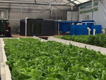 Aquaponics System powered by MDM Pumps