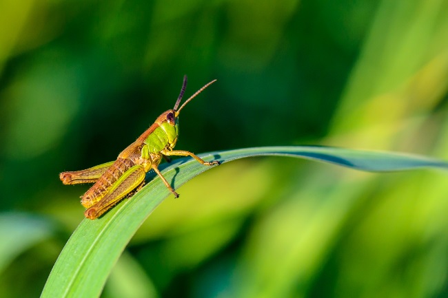 Der grasshopper club zürich engagiert sich bei verschiedenen sozialen projekten. Do Grasshoppers Make Noise Sound Production Explained