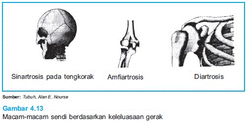 Lutut yang menghubungkan tulang paha, tulang kering dan tulat lutut. Persendian Meandbiology