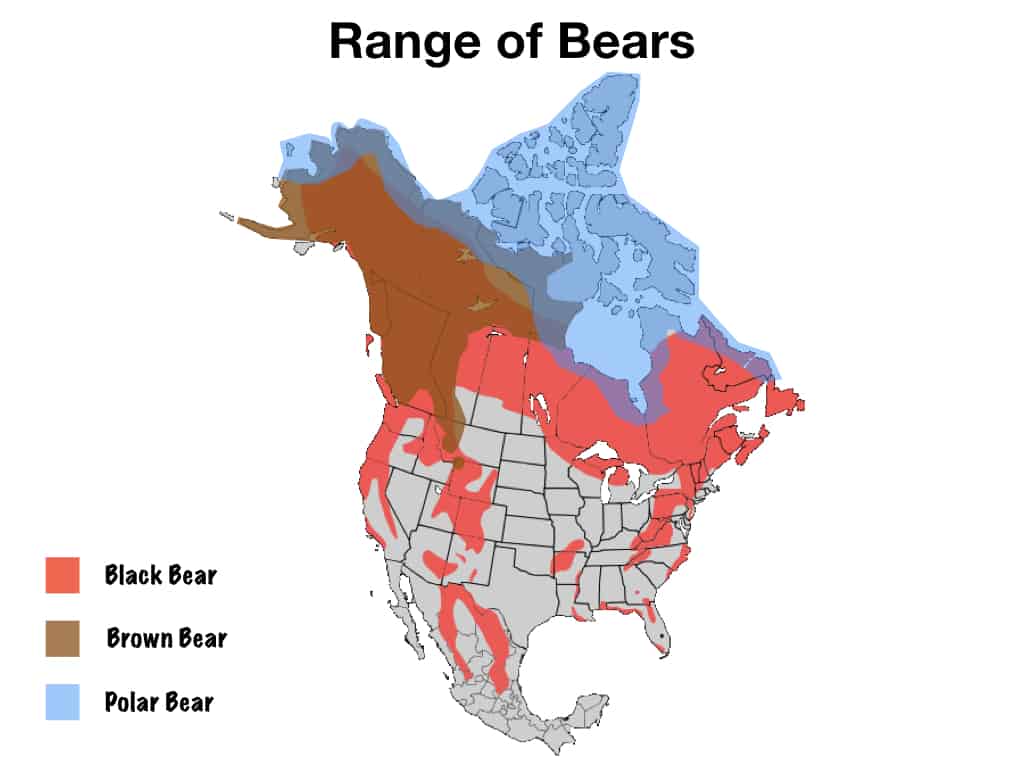Camping And Hiking In Bear Country Guide For Beginners Meandering Bear Range.002 