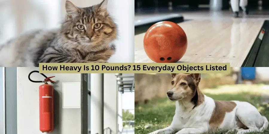 How heavy is 10 pounds? 15 surprising objects!