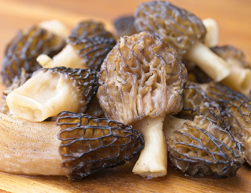 Why do great tasting mushrooms smell like piss? the curious connection between mushrooms, uric