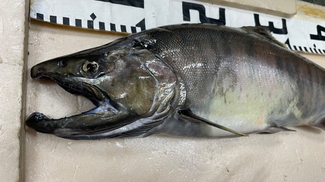 ITO.CRAFT イワナ剥製 魚の剥製』 【イワナ（岩魚） 34cm 板付き】 ・送料 ： 全国一律